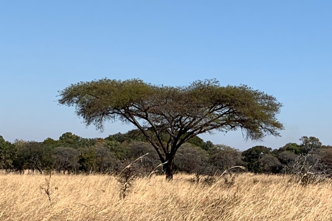 Zambia 2019